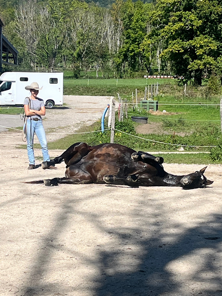 Equitation Western - Stage - Anniversaire