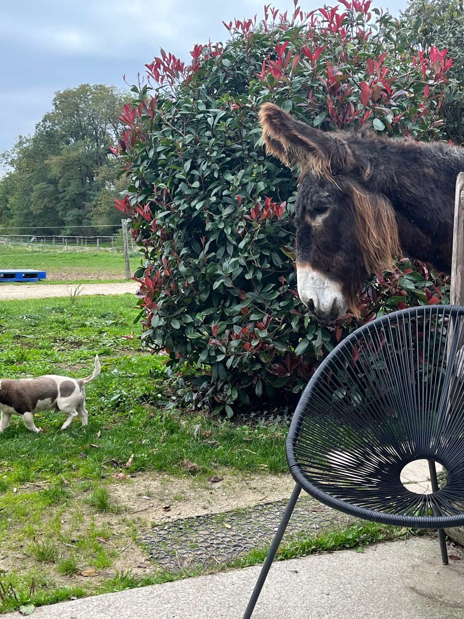 Equitation Western - Stage -Genève Ain