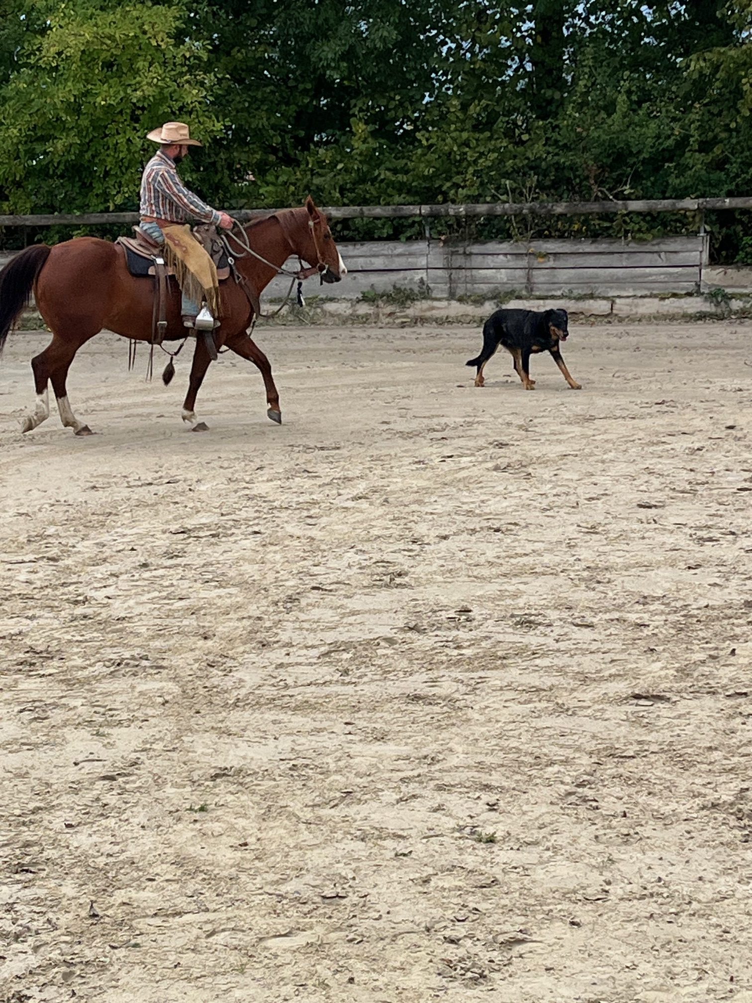 Equitation Western - Stage -Genève Ain