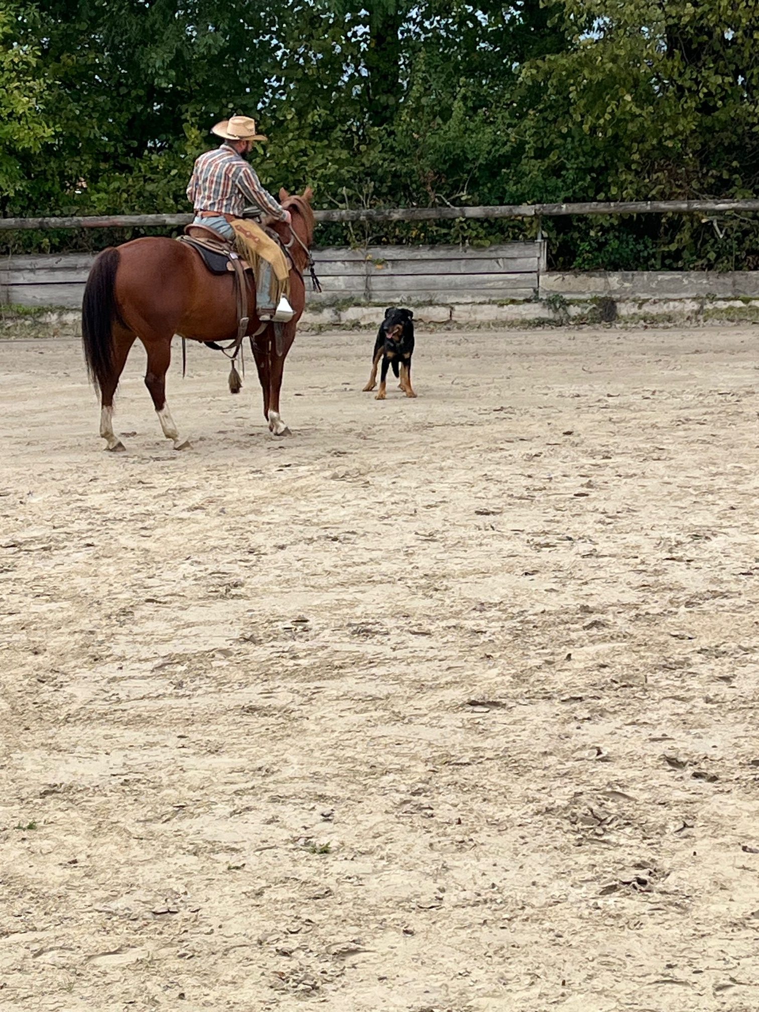 Equitation Western - Stage -Genève Ain