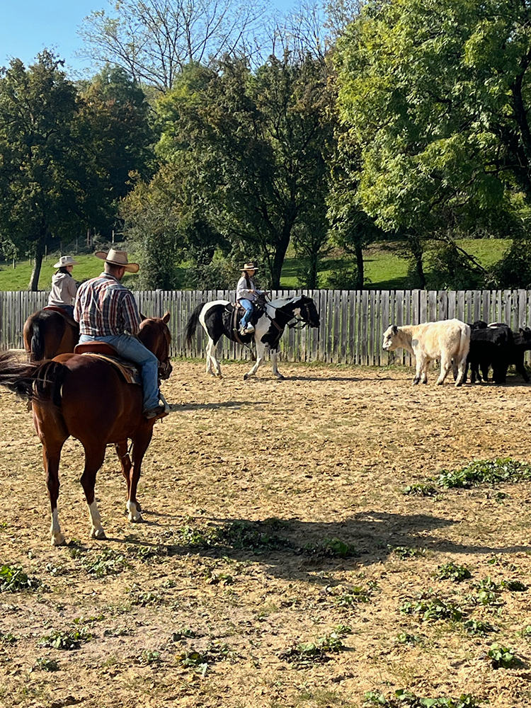 Equitation Western AIn et Genève