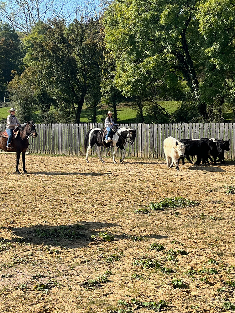 Equitation Western AIn et Genève