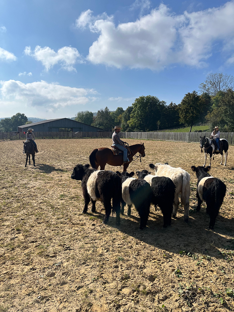 Equitation Western AIn et Genève