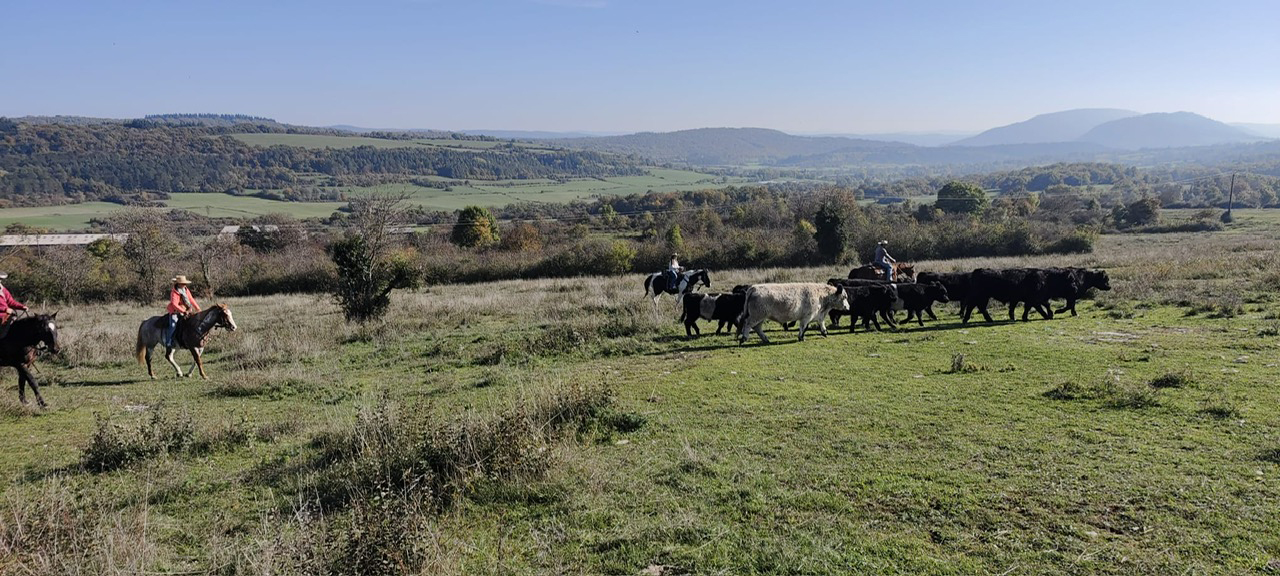 Equitation Western AIn et Genève