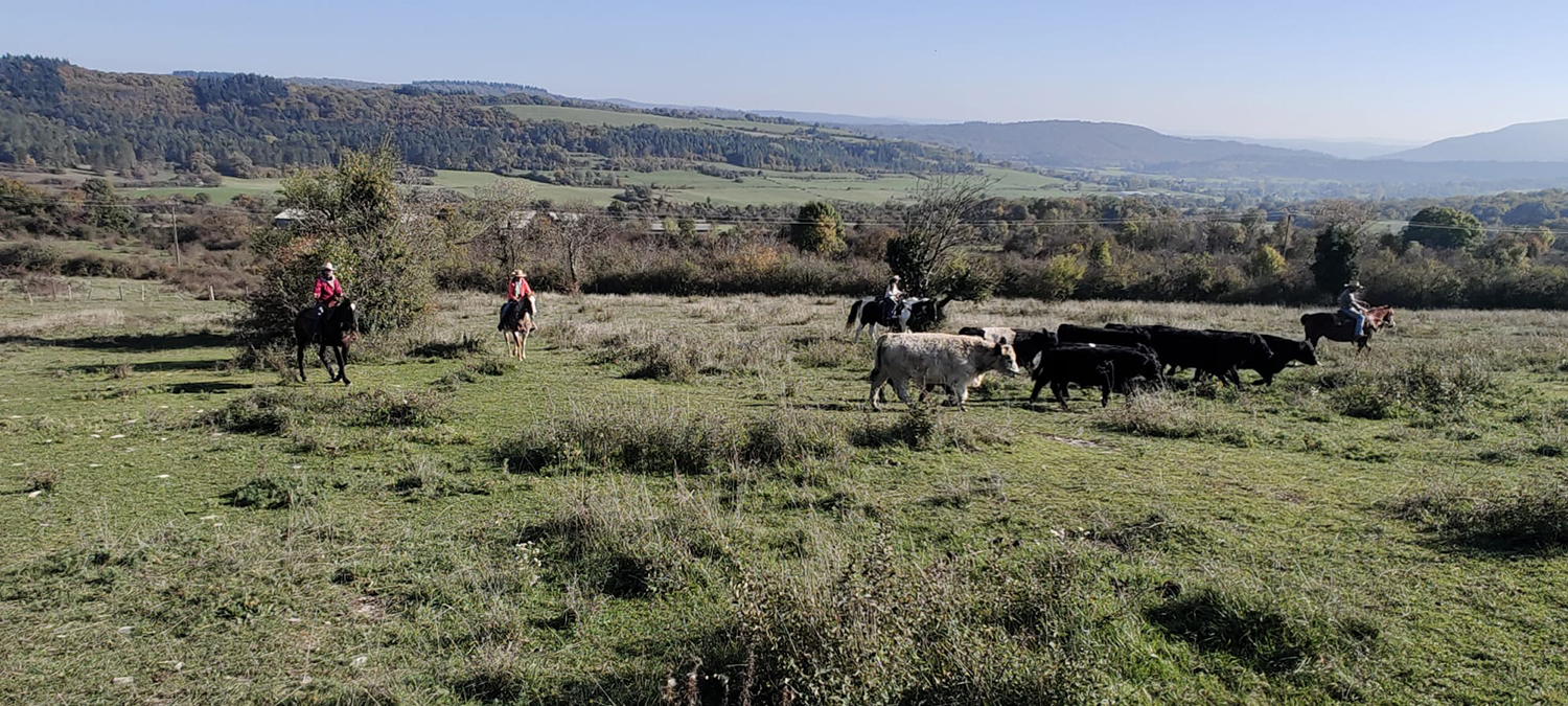 Equitation Western AIn et Genève