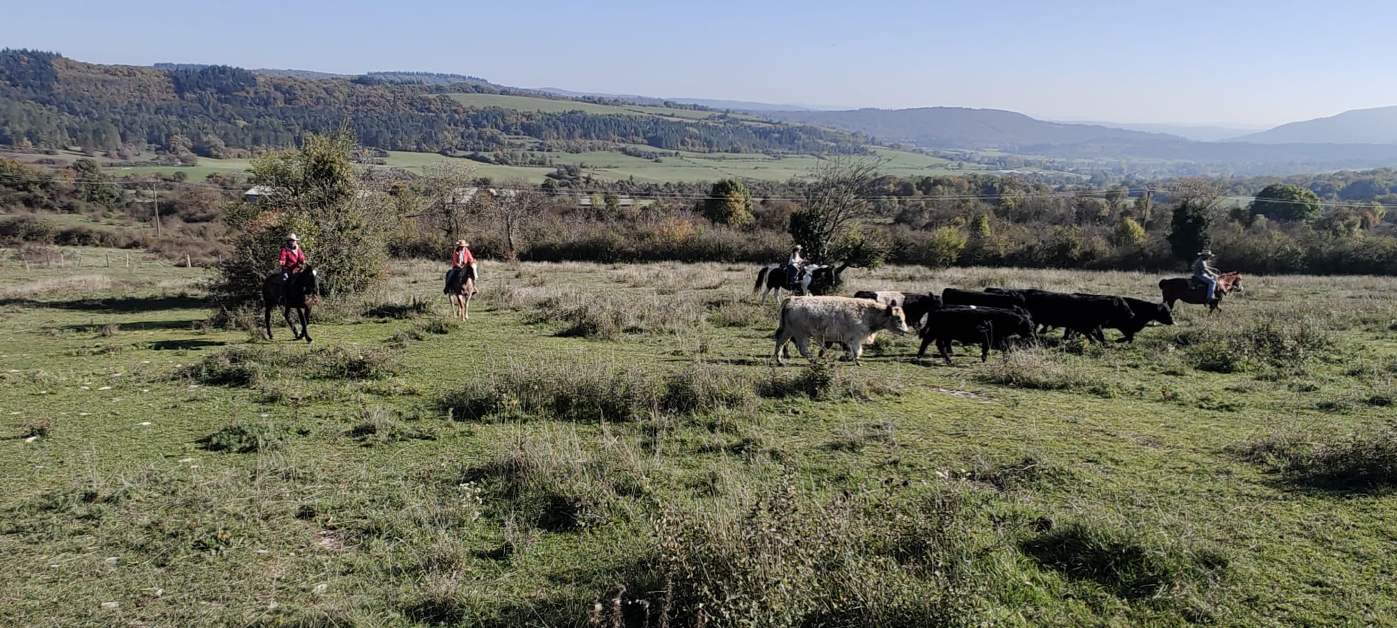 Équitation stage bétail