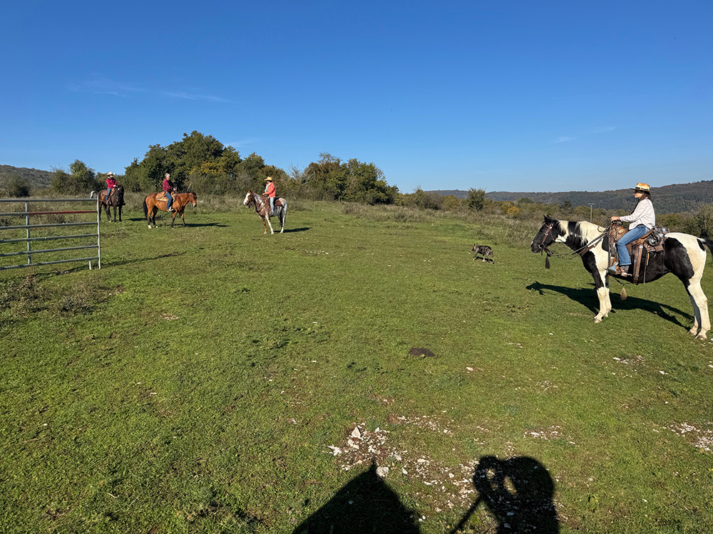 Equitation Western AIn et Genève