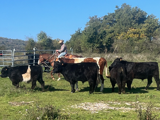 Stage equitation western - Conduite de bétail